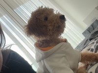 Toy poodle 9 aylık dişi