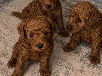 Ev Üretimi Garantili Orjinal Toy Poodle