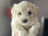 Harika Kalite Maltipoo Bebekler