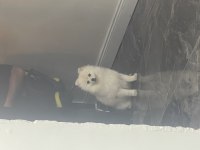 1,5 yaşında aşıları tam çipli pomeranian