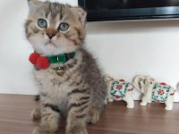 Golden Scottish Fold Safkan Yavrularım
