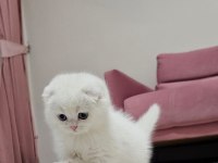 EN EN EN GÜZELİ SIFIR KULAK SCOTTİSH FOLD