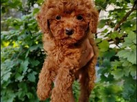 Toy Poodle Yavrular
