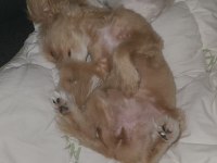 Maltepoo teacup dişi Yavrumuz 5 aylık yuva arıyoruz