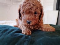 TOY POODLE MÜKEMMEL YAVRULAR