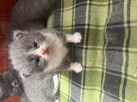 Scottish fold yavrularımız sahiplendirilecektir