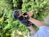 A Scr Erkek Rottweiler Yavru