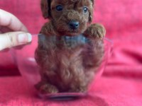 Safkan kore teacup poodle yavrular