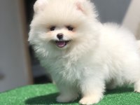 3 aylık 2 dişi üst kalite orijinal Pomeranian boo