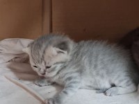 21 Nisan Doğumlu British Shorthair Yavru Kediler