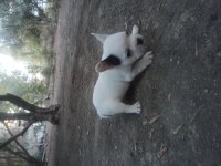 French bulldog yavrularımız mevcuttur