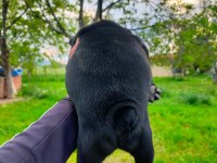 Anatomi Harikası French Bulldog