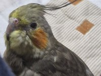 1 aylık sultan papağanı bebekler