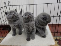 Scottish fold Bebişler