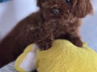 Teacup premium poodle yavrularımız