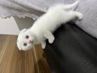 Son Kalan Erkek Bebek Scottish Fold