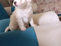 Maltese Terrier Malta beyaz terrier