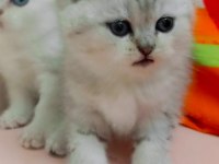 Scottish fold erkek bebek