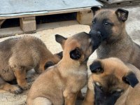 A kalite malinois belçika kurdu