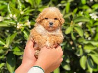 Yavru erkek maltipoo köpeğimiz