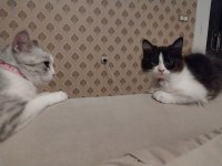 PANDA KEDİMİZE ÖMÜRLÜK YUVA ARIYORUZ