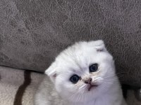 Scottish Fold ve Scottish Straight Yavrularımız
