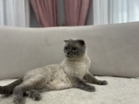 Blue Point scottish fold dişi