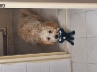 7 Aylık Maltipoo Yavru