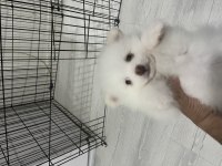 Pomeranian boo köpeğimiz
