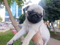 Çiş pedi eğitimli erkek pug bebek