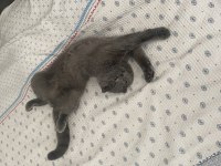 8 aylık scottish fold