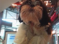 ŞİTSU KÖPEĞİM BELLADİSİ