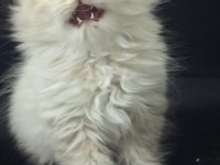 British longhair 2 aylık kedimiz