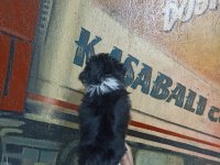 60 Günlük Dişi Morkie