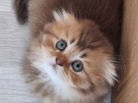 Scottish Fold Ve British Shorthair Yavrularımız