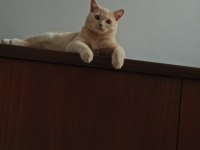 1.5 yaşında erkek british shorthair
