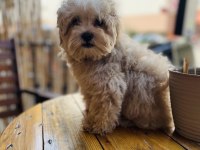 ORJİNAL MİNİ BOY GARANTİLİ MALTİPOO