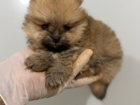 POMERANİAN BOO BEBEK KÖPEKLERİMİZ
