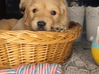 Baby face golden retriever bebekler