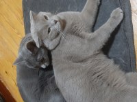 Sahiplendirme russian blue