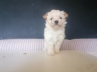 Sevimli maltipoo bebekler