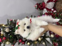 Üst kalite Pomeranian yavrumuz