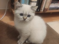 Ücretli sahiplendirme kedimiz