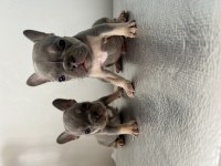 A Kalite Lilac Tan French Bulldog Bebekler