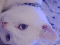Scottish Fold Mavişe Yuva Arıyoruz