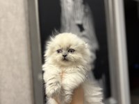 SCOTTISH FOLD LONGHAIR YAVRULARIM