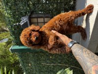 Kore Teddy Baba Anne Toy Poodle