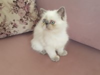 Egzotik İran Kedisi Kızım