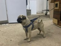 2 yaşında dönemi yakın pug
