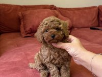Red Brown Mini Poodle Bebekler 